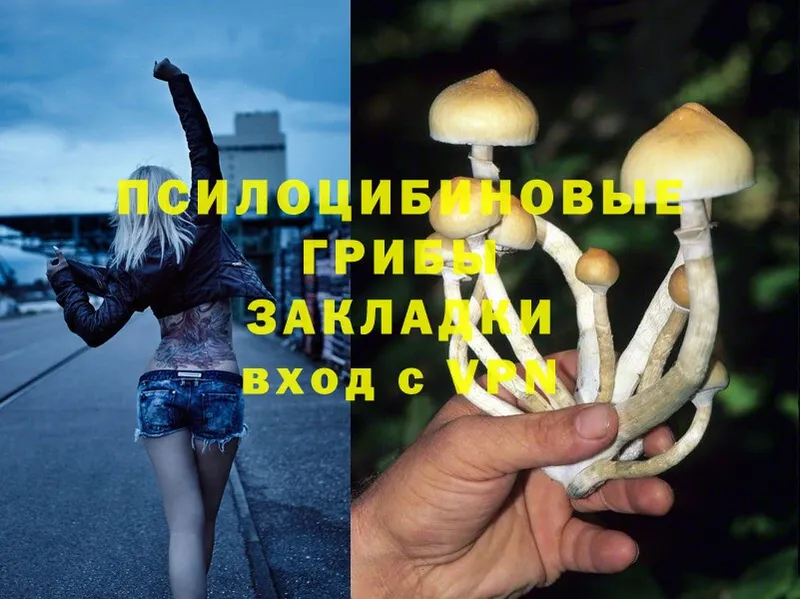 где продают   Нюрба  Псилоцибиновые грибы Psilocybine cubensis 